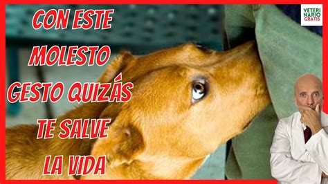 Por Qu Los Perros Huelen La Entrepierna Razones Y Curiosidades