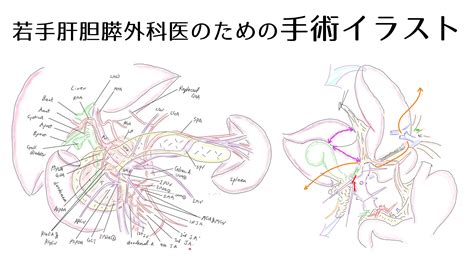 肝胆膵・移植班－慶應義塾大学病院 一般・消化器外科｜がん相談・治療