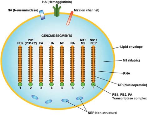 Structure And Immunogenicity Of The Influenza A Virus The Genome