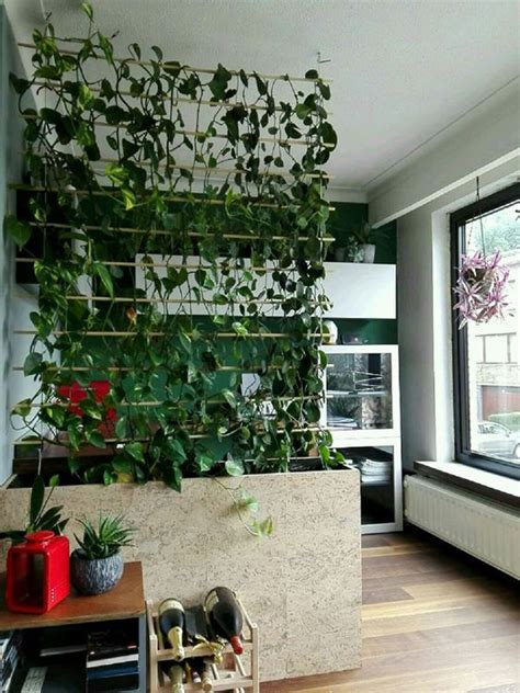 20 Fresh And Natural Plant Dividers For Any Room