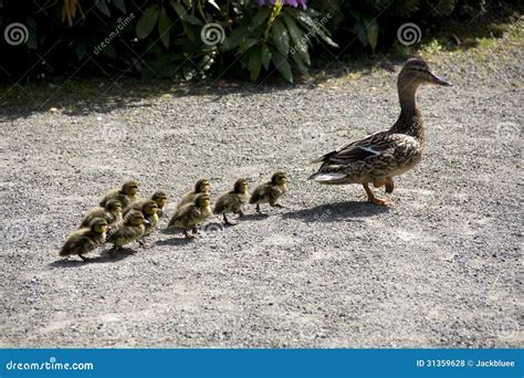 Mother duck and baby ducks stock photo. Image of wildlife - 31359628