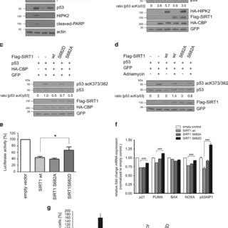 Phosphorylation Of Sirt At Ser By Hipk Upon Dna Damage A Sirt