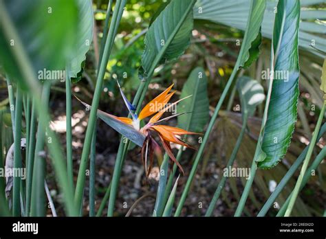 Bird Of Paradise Plant In Full Seasonal Bloom Beautiful Tropical