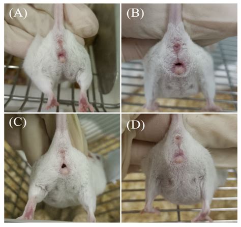 Ijms Free Full Text Effect Of Disulfiram On The Reproductive Capacity Of Female Mice