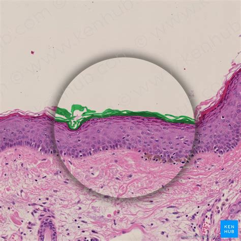 Tecidos do corpo humano histologia e funções Kenhub