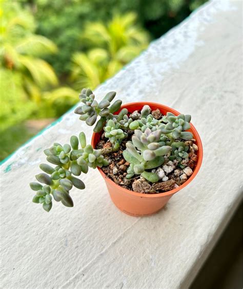 Graptopetalum Mirinae Succulent Furniture Home Living Gardening