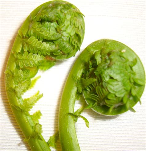 Taste of Nepal: Fiddlehead Fern - Neuro, Niuro (नीयूरो)