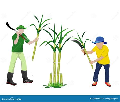 Agriculturist Harvest Sugarcane Stock Vector Illustration Of Cleaver