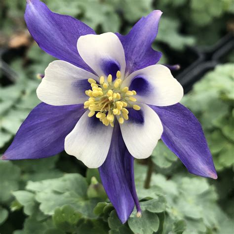 Aquilegia Kirigami™ Deep Blue And White Columbine Buy