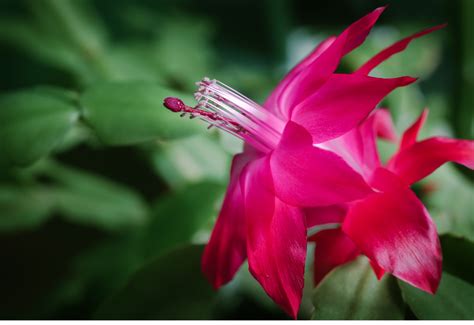 J Ouviu Falar Em Flor De Maio Veja Como Cuidar Da Planta E Muito Mais