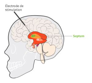 La Pr Sentation Le Circuit De La Recompense Ou Syst Me De R Compense