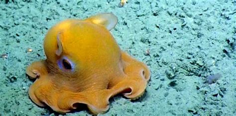 The Fascinating And Adorable Dumbo Octopus Critter Science