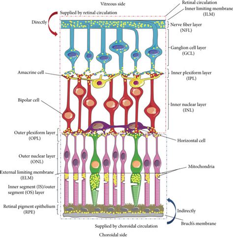 A Schematic Diagram Of The Retinal Structure And A Major Distribution Download Scientific