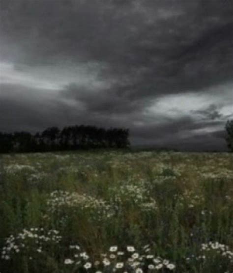 Stormy Flower Field Flower Field Nature Aesthetic Dark Flowers