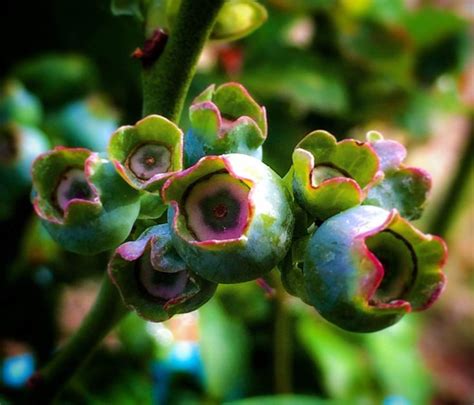 Pin By Rebecca Lee On Beauty Beauty Art Nature Art Succulents