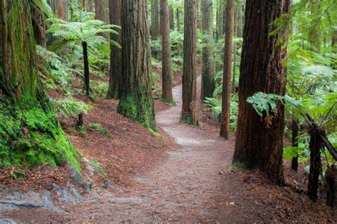 The Redwoods Forest in Rotorua Stock Photo - Image of horizontal, attraction: 126166292