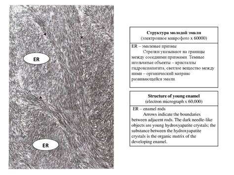 Гистология. Фотографии с пояснениями - online presentation
