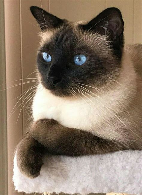 Traditional Applehead Siamese Cats And Kittens Breeder Diane Dunaway