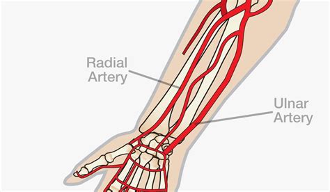 Radial Artery Anatomy Function And Clinical Importance Diseases Data