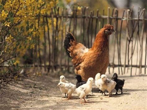 Colibaciloza O Boală Bacteriană Frecventă La Păsări Lumea Satului