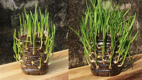 Amazing Way To Grow Green Garlic Youtube