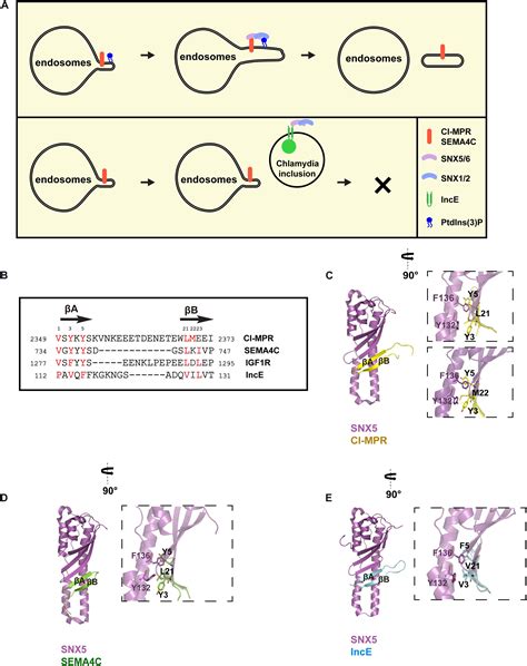 Frontiers Targeting Endosomal Recycling Pathways By Bacterial And