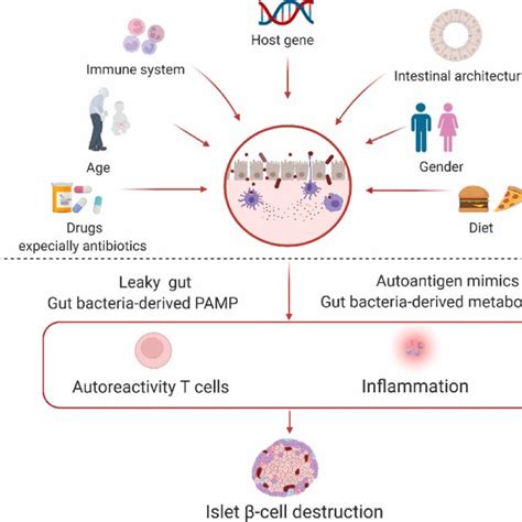 Major Factors Affecting Gut Microbiome Composition And Their Roles In