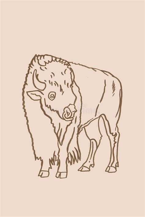 Vector Hand Drawn Set Of Bisons Isolated On White Graphical