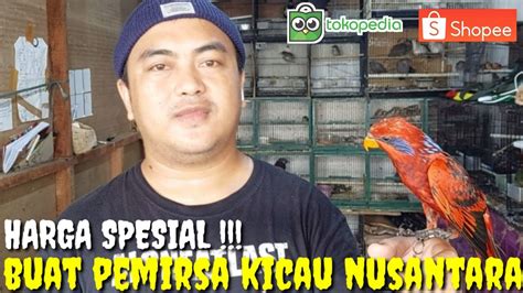 BELI BURUNG BISA DI CICIL LAGI BANYAK PROMO HARGA SPESIAL DI KIOS