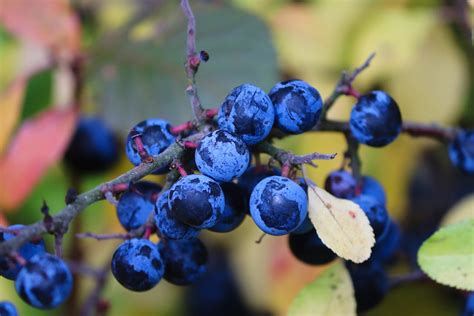 The Essence of Sloe Berry – Highland Boundary