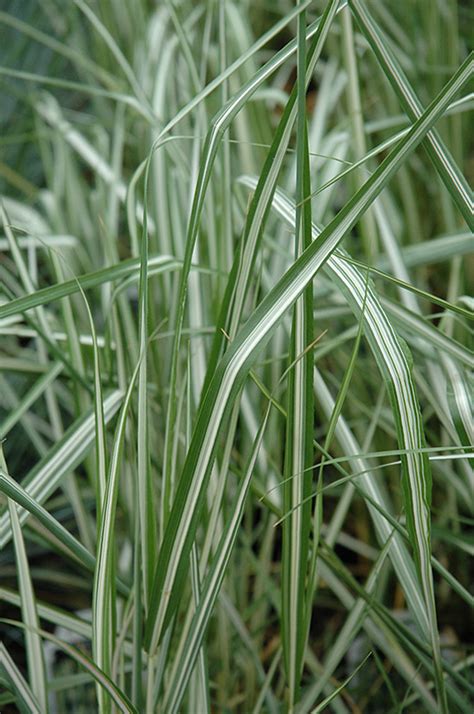 Avalanche Feather Reed Grass Calamagrostis X Acutiflora Avalanche In Inver Grove Heights