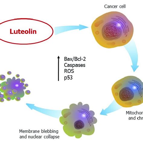 Luteolin Induces Apoptosis In Cancer Cells Both The Extrinsic And