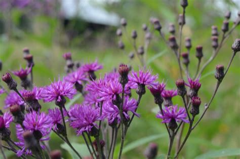 DSC 3255 Ontario Native Plant Nursery Container Grown 705 466 6290