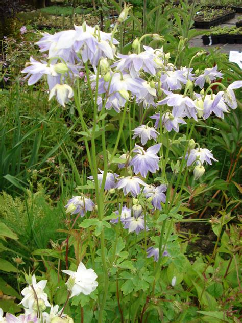 Aquilegia Clematiflora Peak Cottage Plants