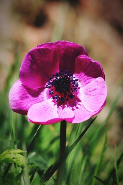 Premium Photo | Purple poppy