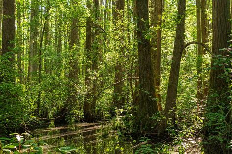 How preserving forests is an exigency to sustain life – UPES Blog