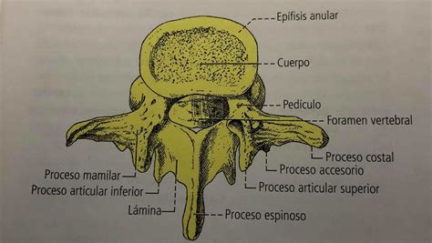 Diagrama De Vertebra Lumbar Tipica Quizlet