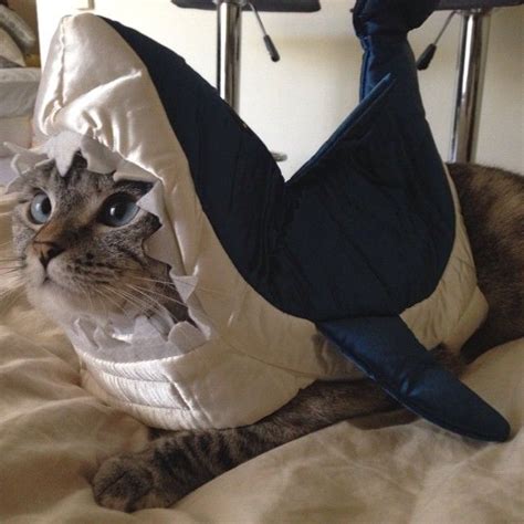 Nala Cat Wearing Shark Costume