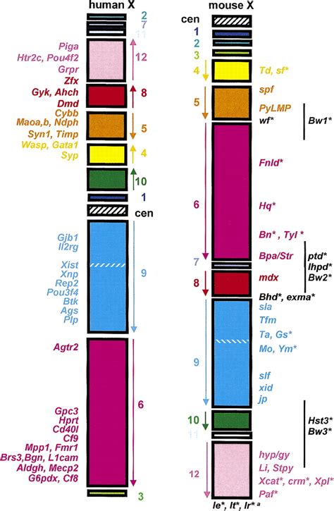 Human Chromosome Map