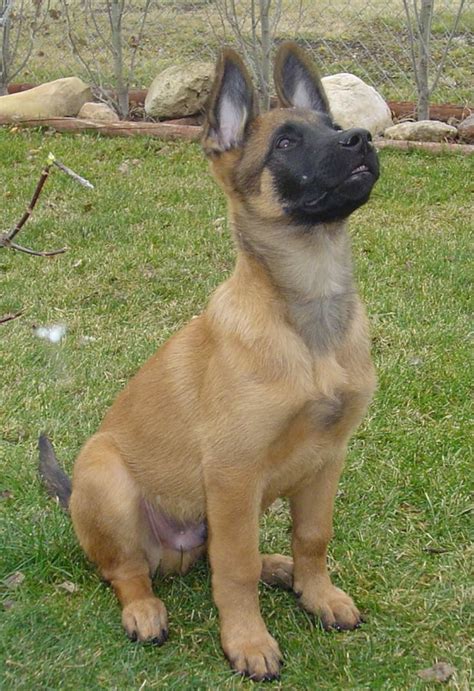 185 best images about Belgian malinois on Pinterest | Working dogs ...