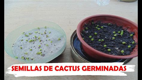 SEMILLAS DE CACTUS COMO SE SIEMBRAN YouTube