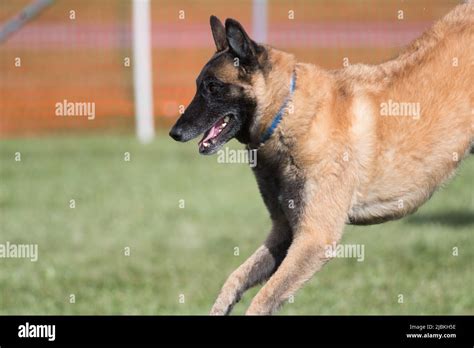 Belgian Malinois competing on an agility course Stock Photo - Alamy