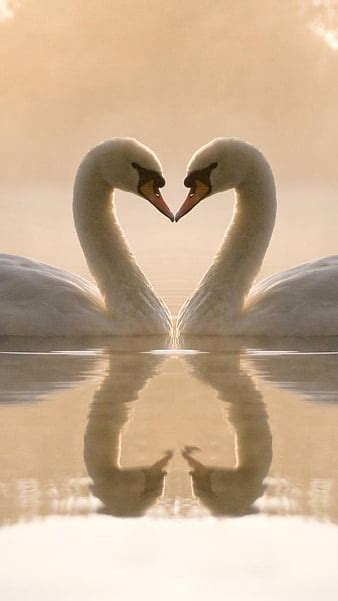 Mute Swan Pair Birds Swans Pair Mute Swans Hd Wallpaper Peakpx