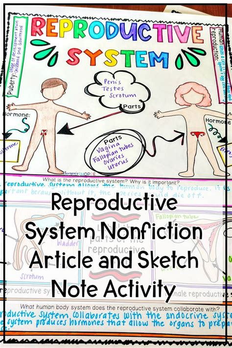 Reproductive Human Body System Nonfiction Article And Sketch Note