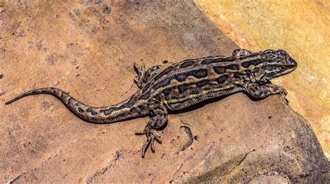 Hallan Una Nueva Especie De Lagartija En Bolivia Los Tiempos