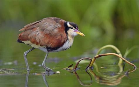 Wattled Jacana - A-Z Animals