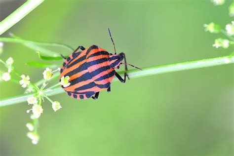 50+ Free Striped Beetle & Beetle Images - Pixabay