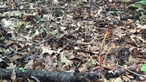 Spotted Coralroot Corallorhiza Maculata YouTube