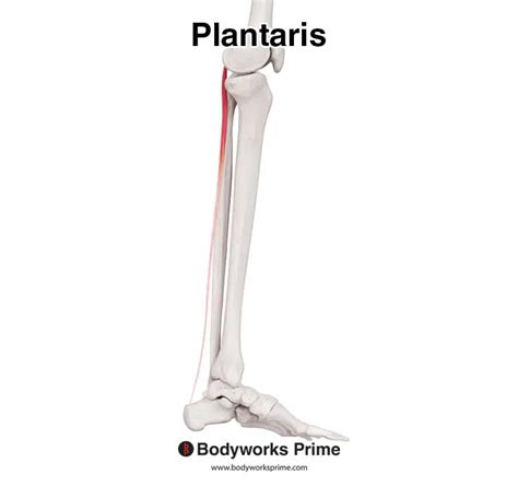 Plantaris Muscle Anatomy Bodyworks Prime