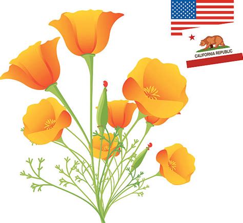 California Golden Poppies Stock Photos Pictures And Royalty Free Images